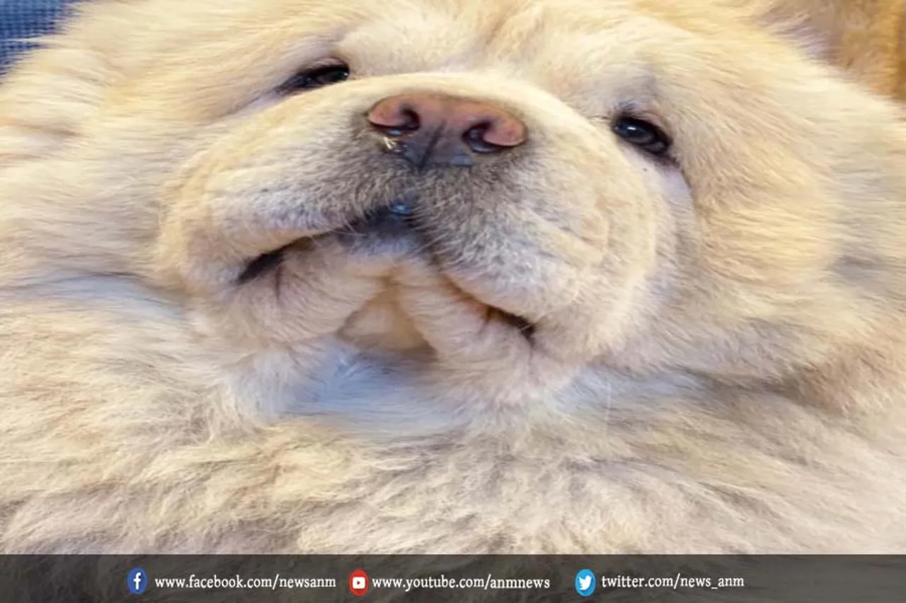 ऑक्सीजन की कमी के कारण विमान में कुत्ते की मौत