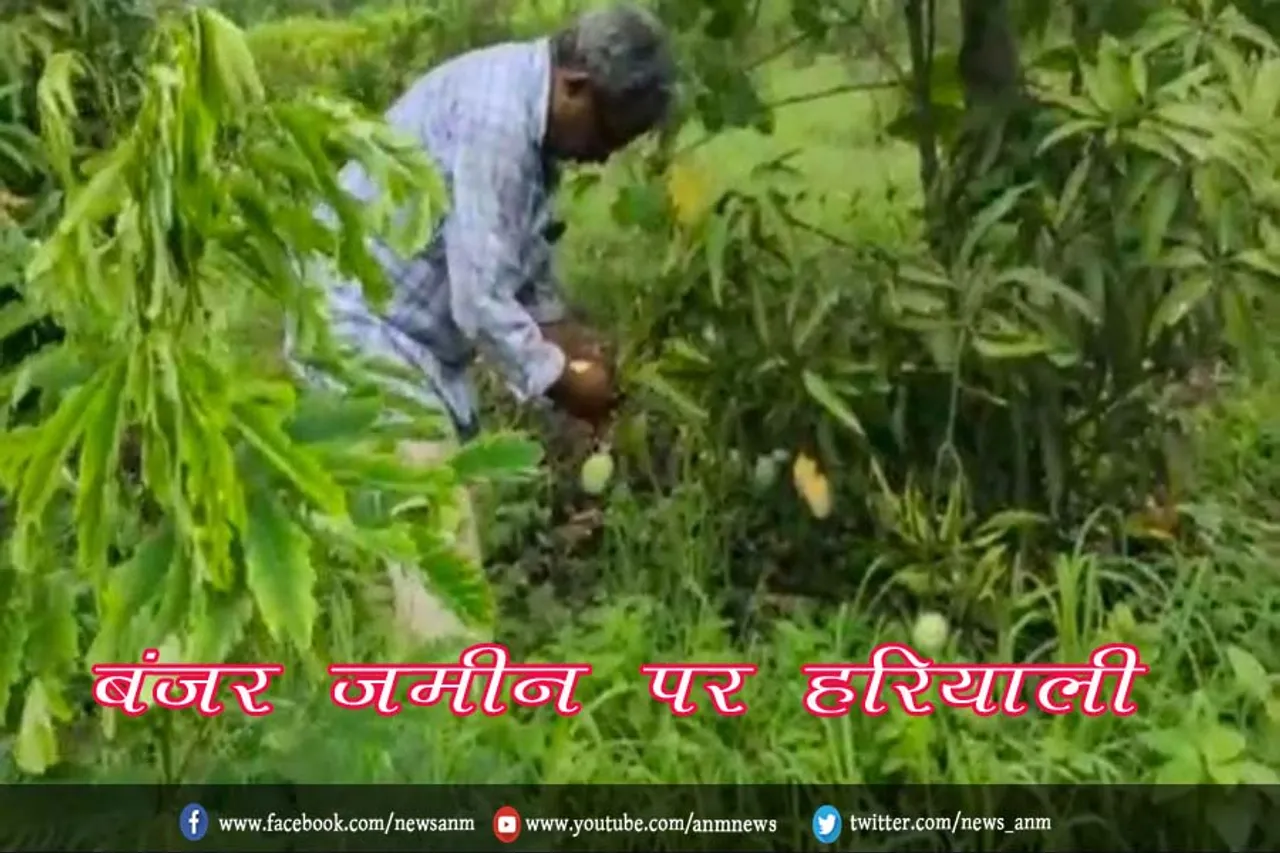 बंजर जमीन पर हरियाली