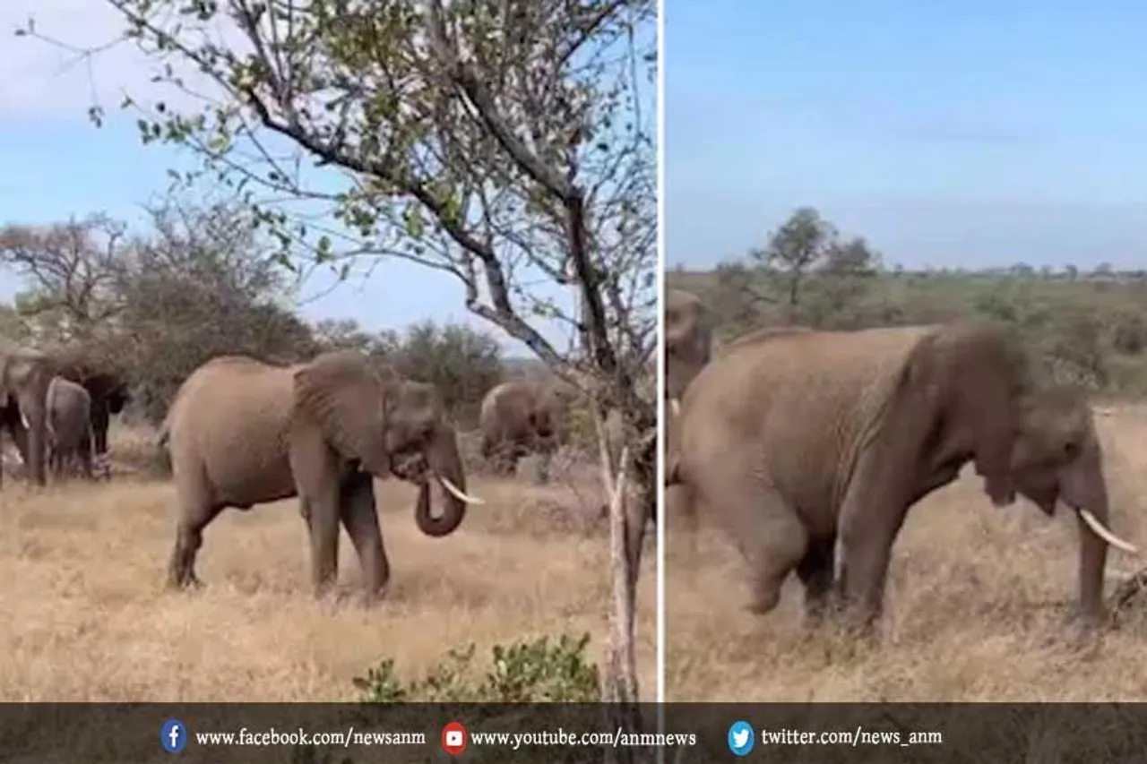 VIDEO: जंगल में टहलता दिखा तीन पैरों वाला हाथी