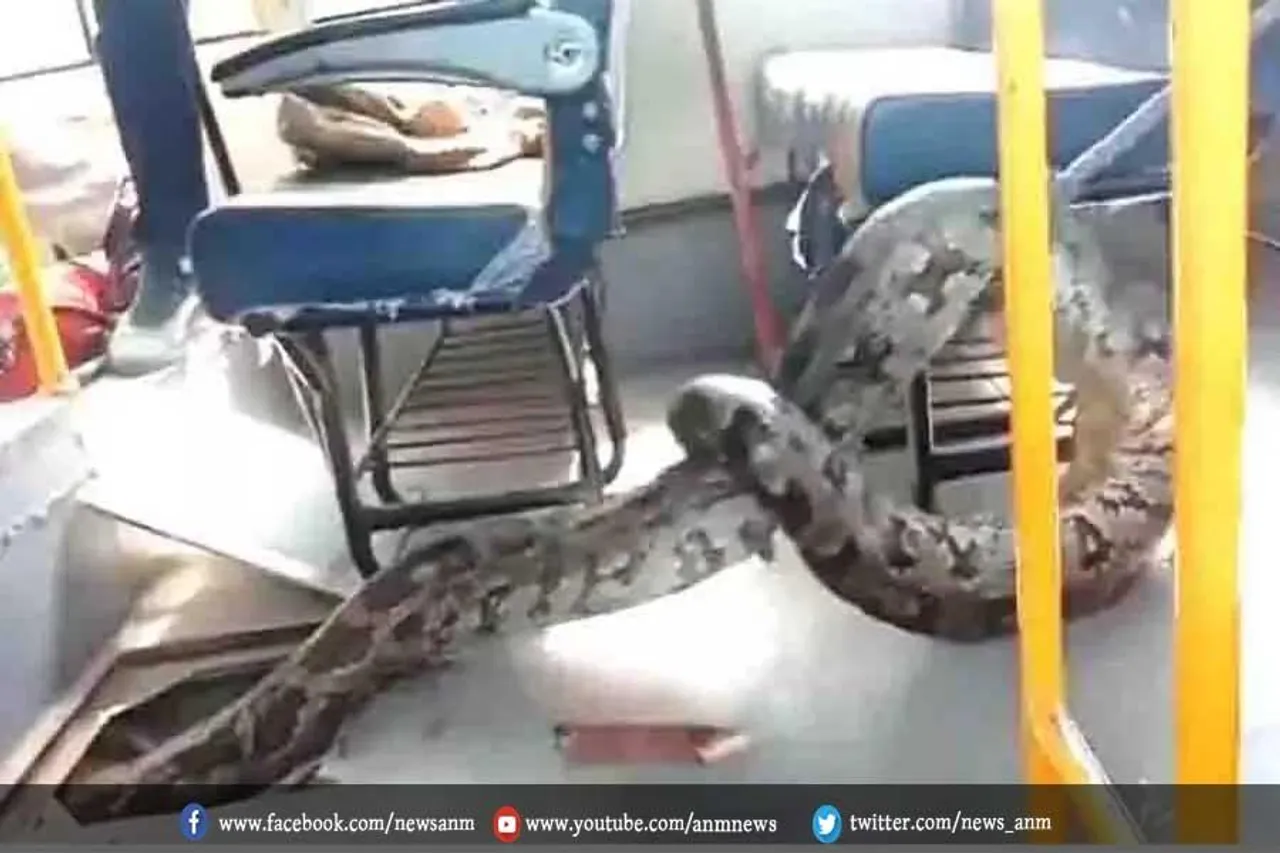 VIDEO: स्कूल बस इंजन में फंसा था अजगर, फिर जो हुआ