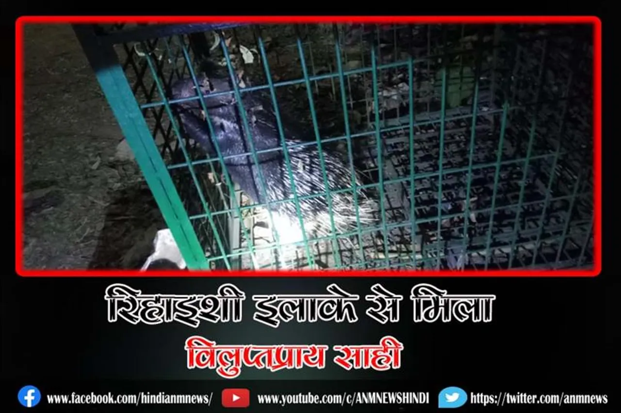 रिहाइशी इलाके से मिला विलुप्तप्राय साही, वन विभाग ने किया रेस्क्यू