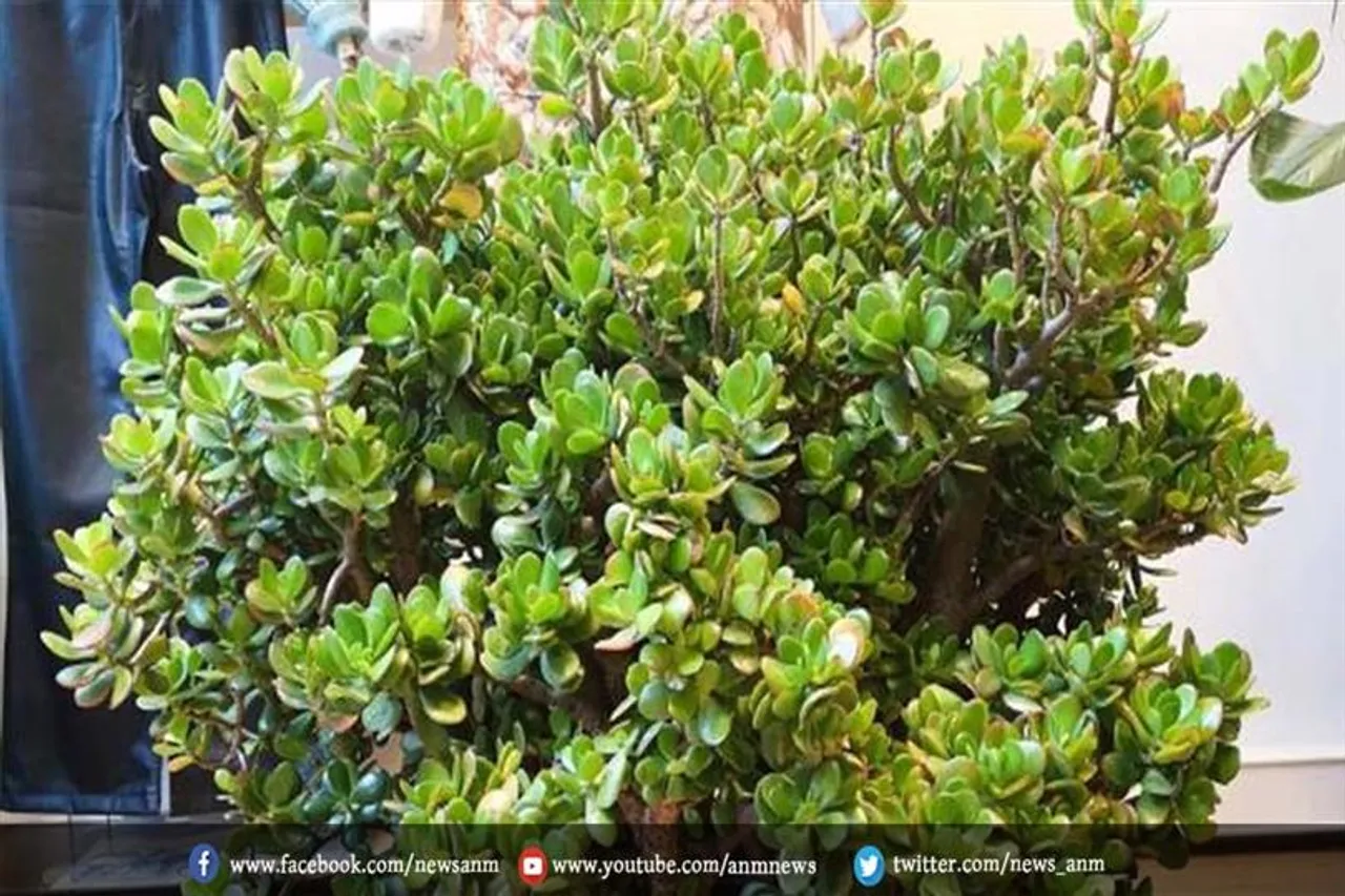 ये प्लांट होता हैं मनी प्लांट से भी ज्यादा लकी