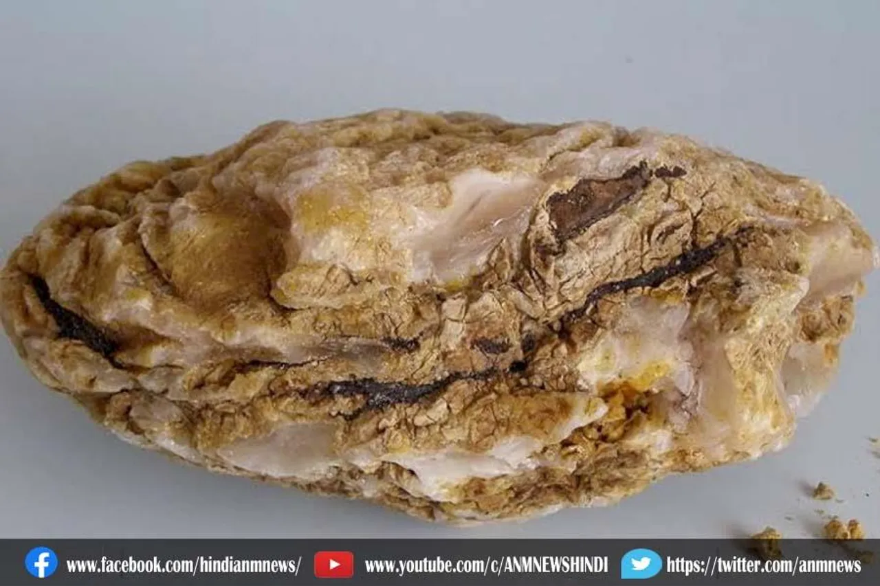 30 करोड़ की व्हेल की उल्टी जब्त, 3 गिरफ्तार