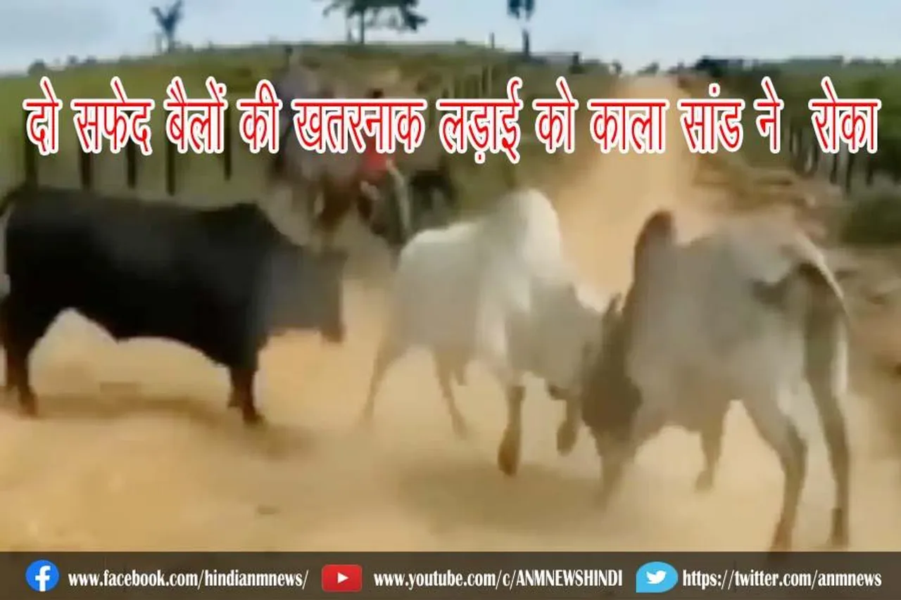 दो सफेद बैलों की खतरनाक लड़ाई को काला सांड ने रोका