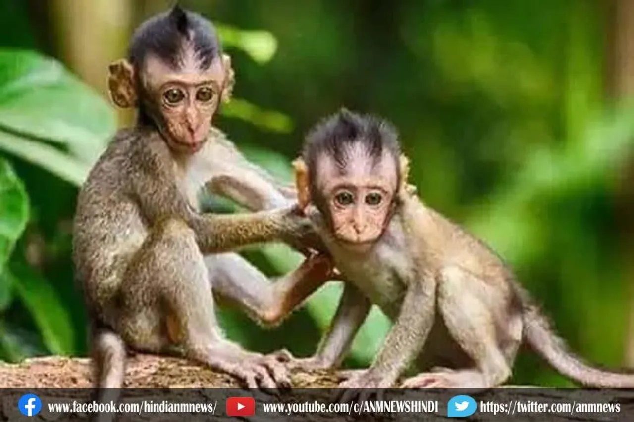 चीन में मंकी बी वायरस वायरस से सावधान, पहले मरीज की हुई मौत