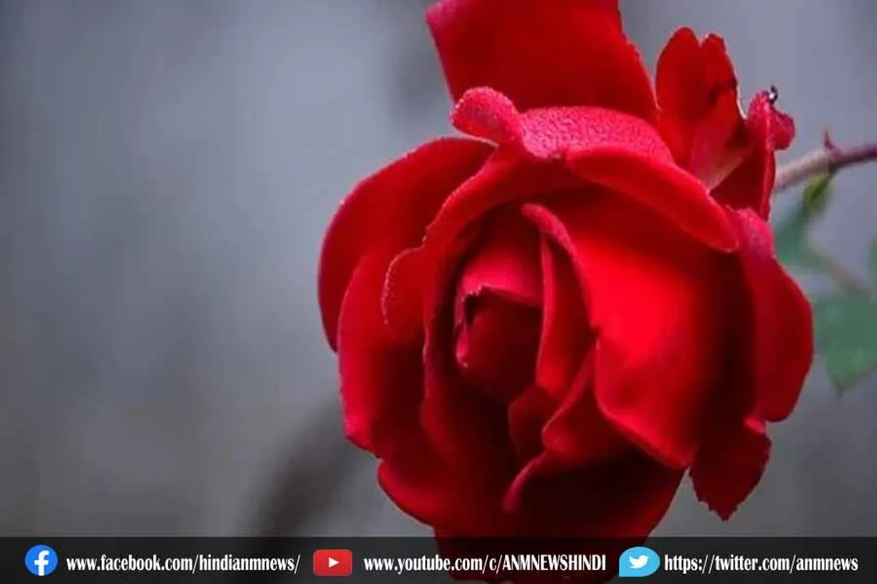 आज है रोज डे