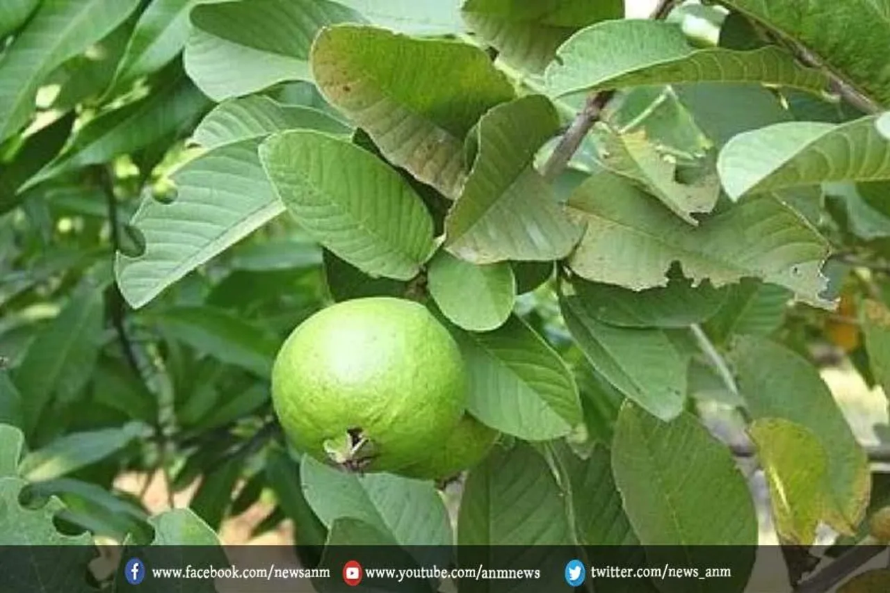 कई बीमारियां कंट्रोल करेगा अमरूद का पत्ता