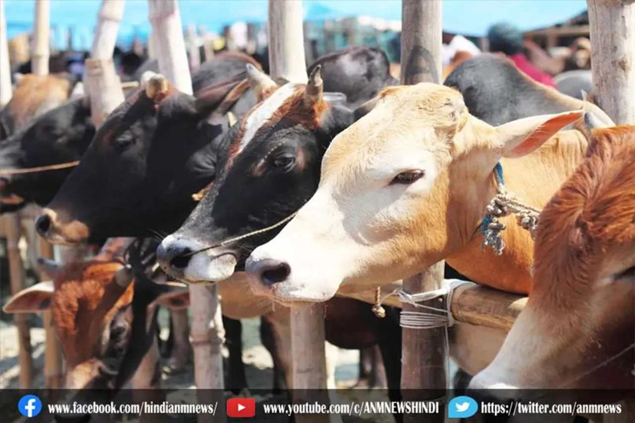 असम में नया मवेशी बिल, गोमांस BAN