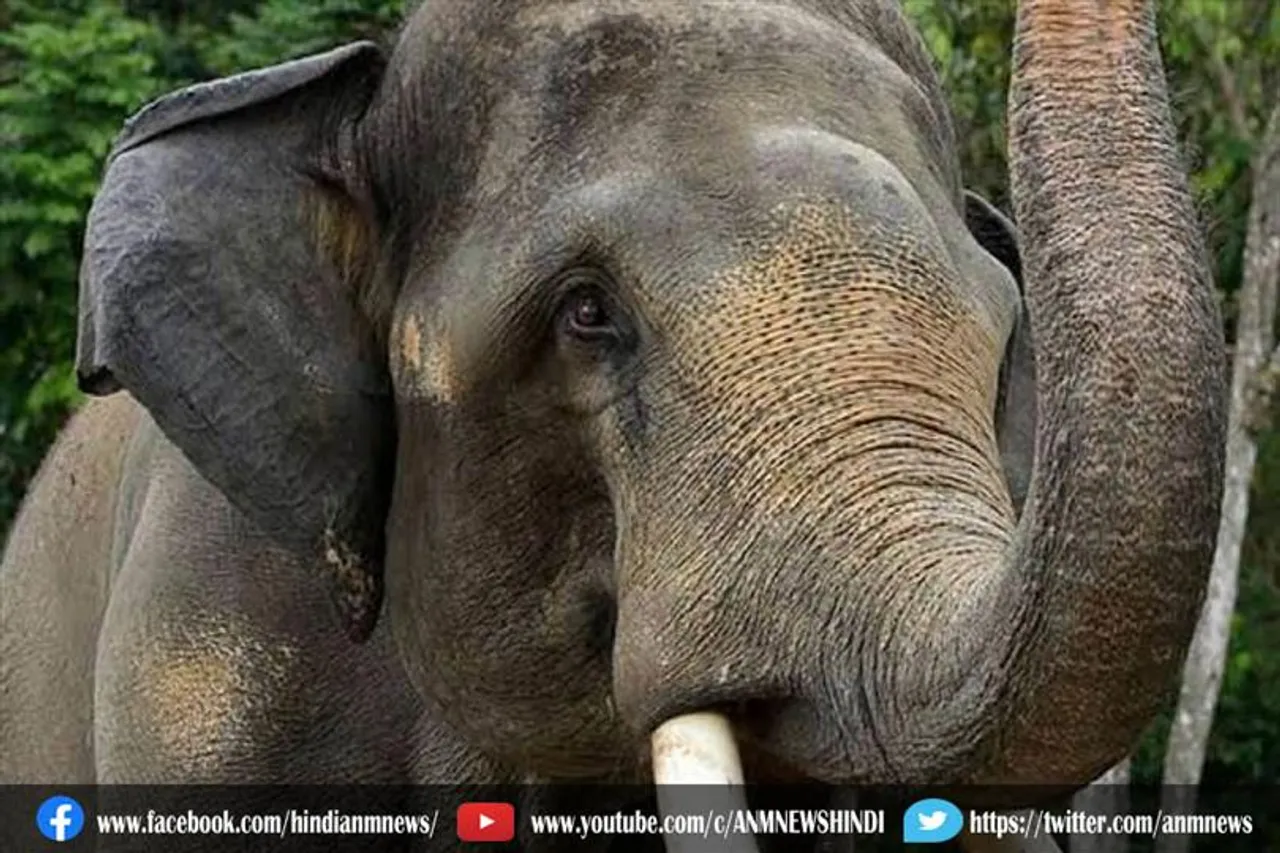 वीडियो: घायल हाथी ने तोड़ा दम, तो फूट-फूटकर रोने लगा वनकर्मी