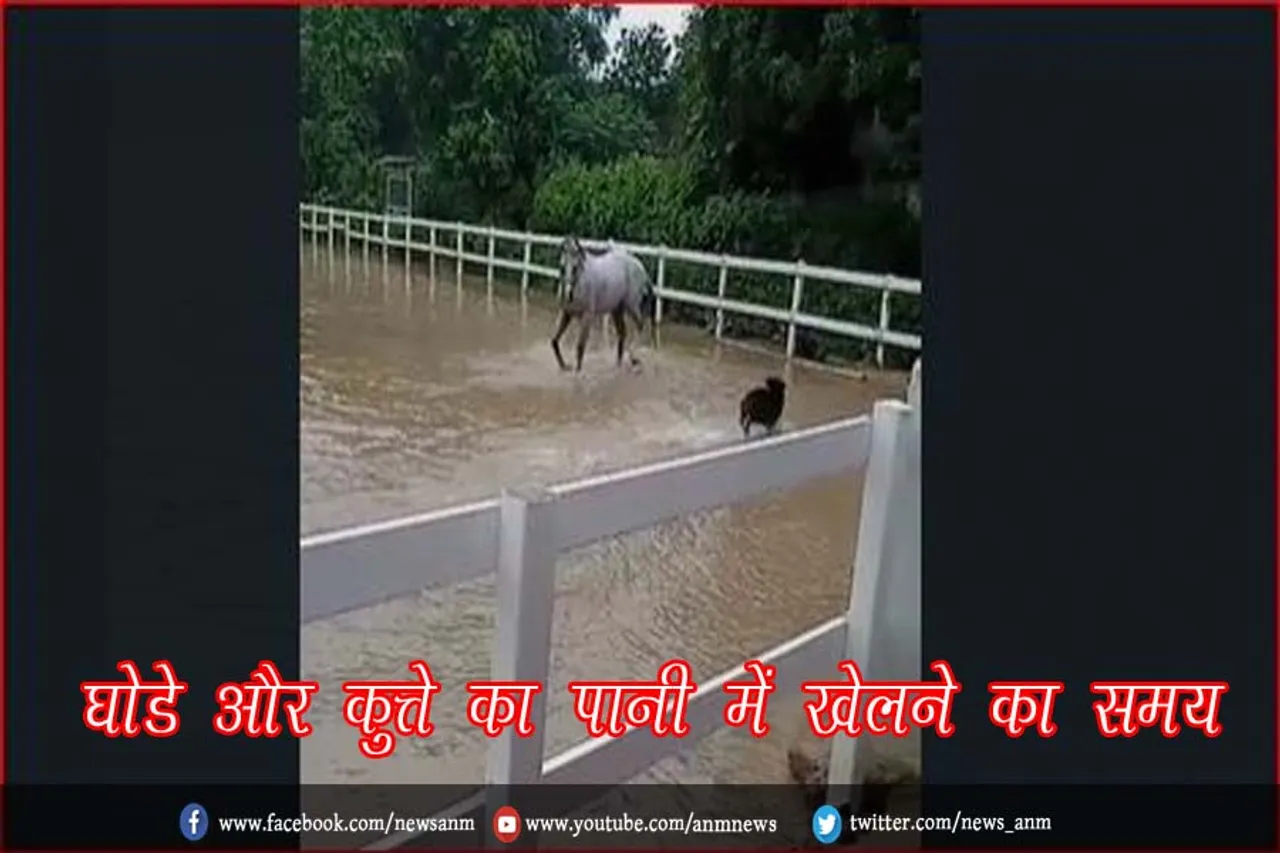 घोड़े और कुत्ते का पानी में खेलने का समय