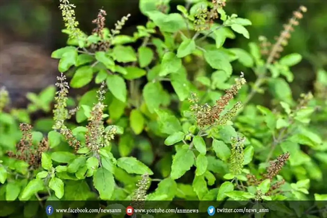 घर में तुलसी का पौधा रहने पर इन बातों का रखें विशेष ध्यान