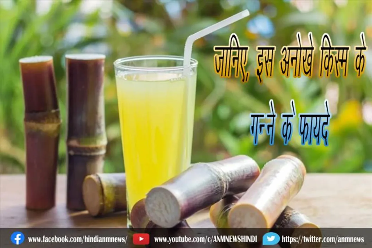 जानिए, इस अनोखे किस्म के गन्‍ने के फायदे