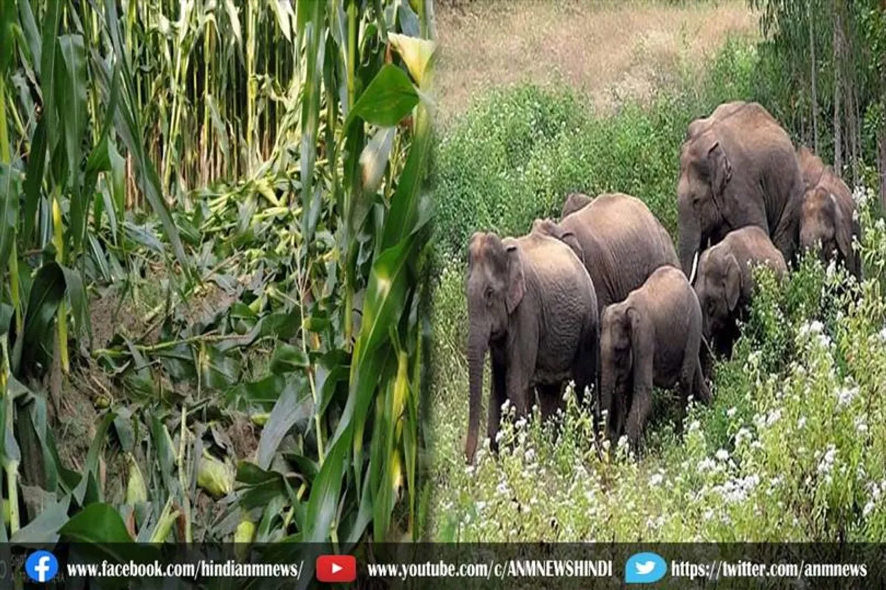हाथियों ने मचाया उत्पात , डर से रात भर जागे ग्रामीणों