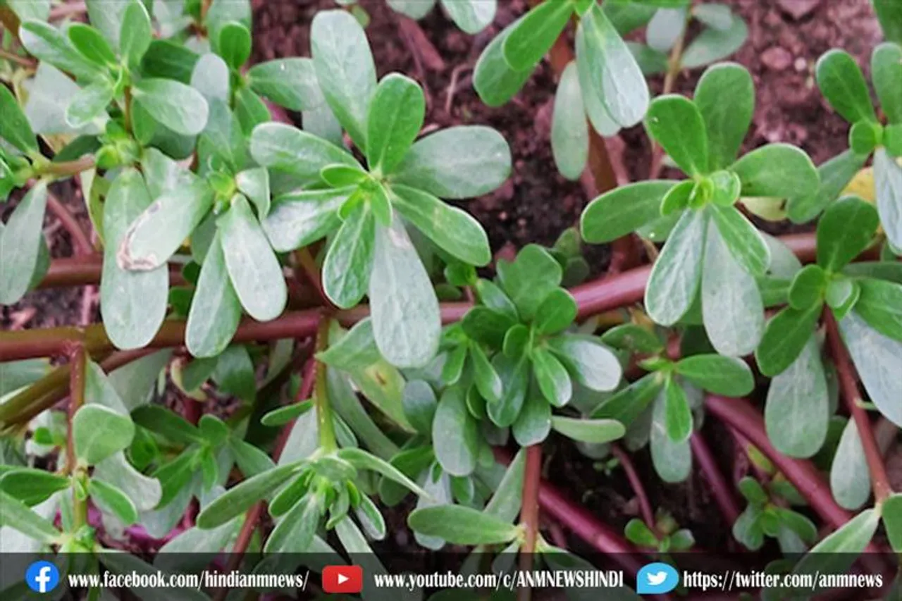 कुल्फा में है गुणों का खज़ाना