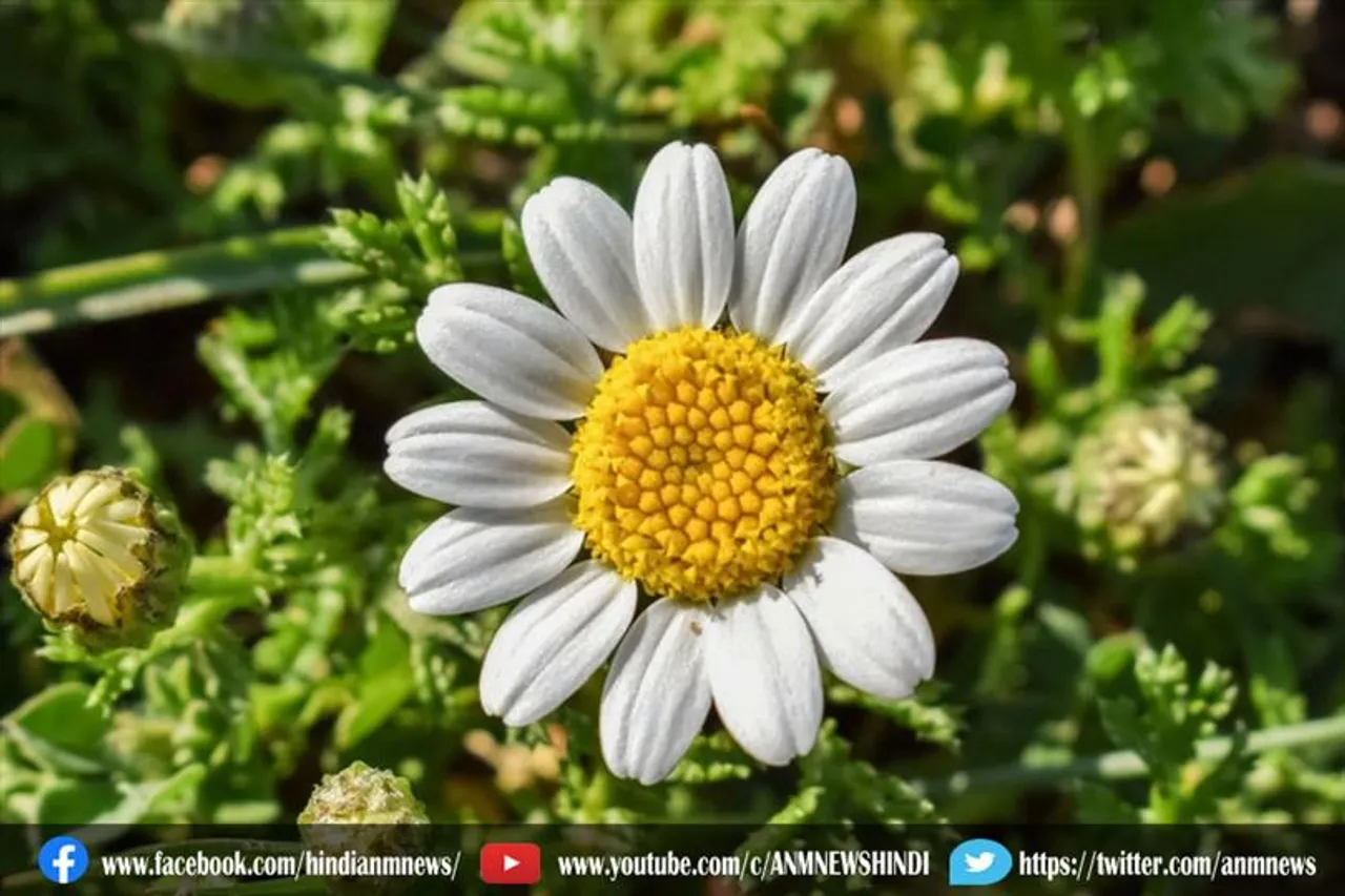 चिंता और विश्राम के साथ साथ कीमोथेरेपी के दौरान उल्टी नियंत्रित करने के लिए इस फूल का करे उपयोग