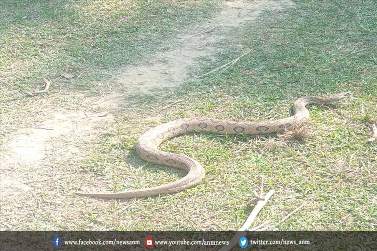 फुटबॉल मैदान में मिला अजगर