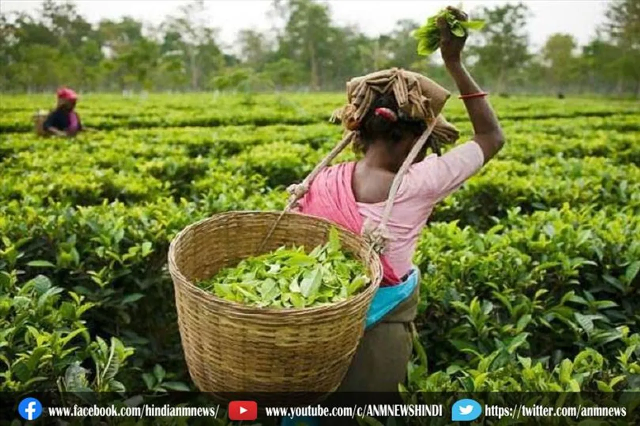 बेहतर गुणवत्ता वाली चाय में घटिया आयातित चाय की मिलावट पर प्रतिबंध, नए नियम जारी