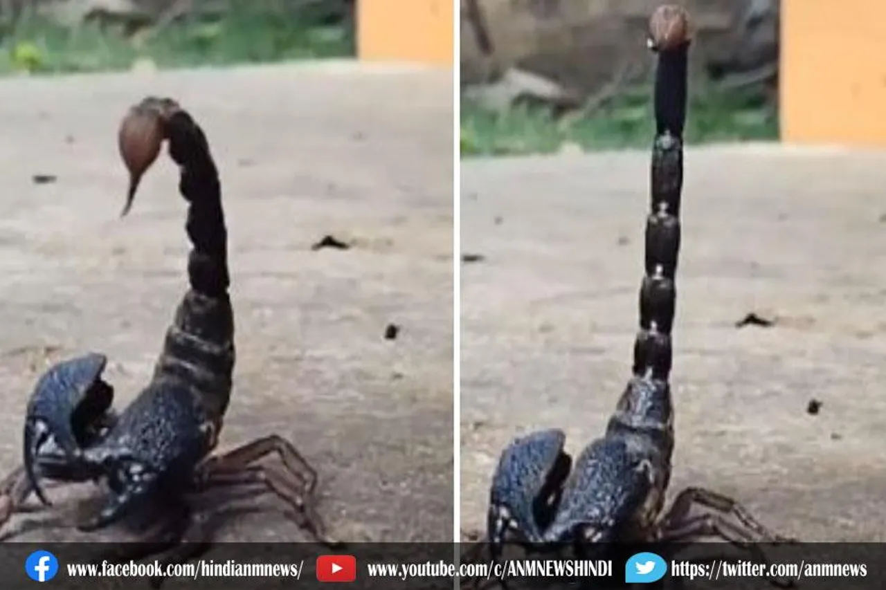 वीडियो : बिच्छु कैसे छोड़ता है जहर?