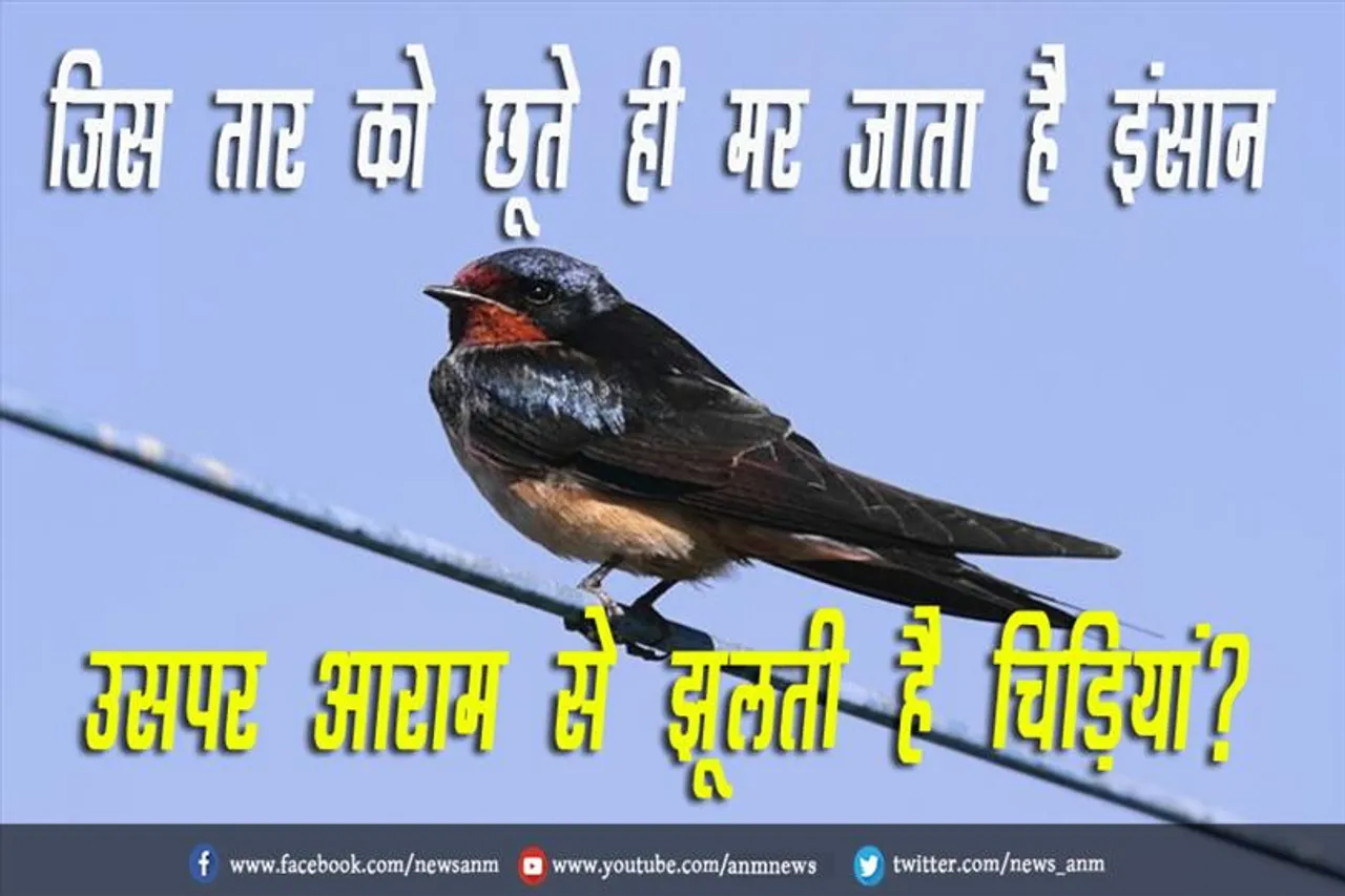 जिस तार को छूते ही मर जाता है इंसान, उसपर आराम से झूलती है चिड़ियां?