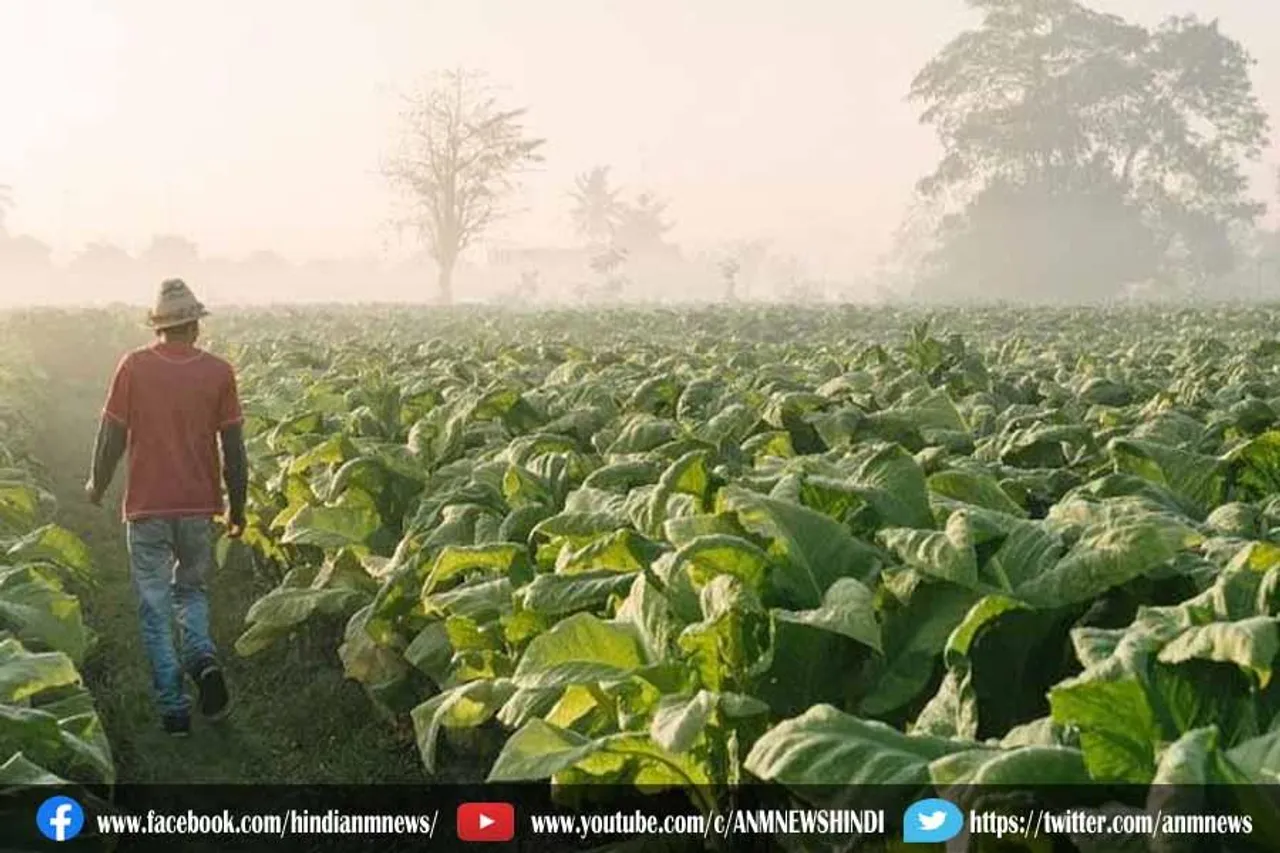ओलावृष्टि के कारण तंबाकू की फसल खराब