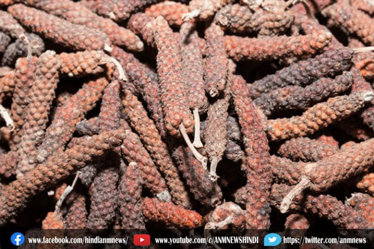 स्वास्थ्य के लिए फायदेमंद हैं पीपली