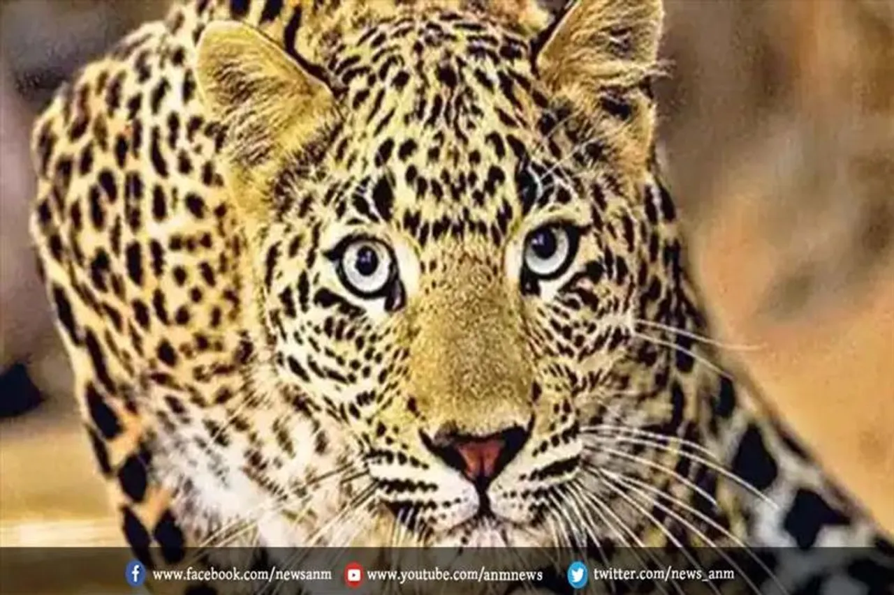 दिल्ली के शहरी जंगलों को तेंदुओं ने बनाया अपना घर