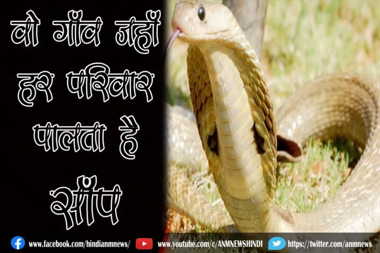 वो गाँव जहाँ हर परिवार पालता है साँप