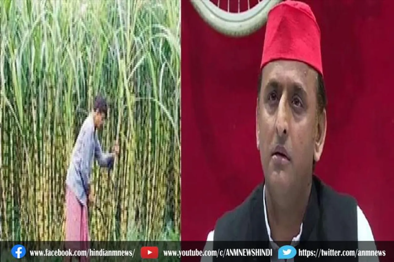 15 दिन में करेंगे गन्ने का भुगतान: अखिलेश