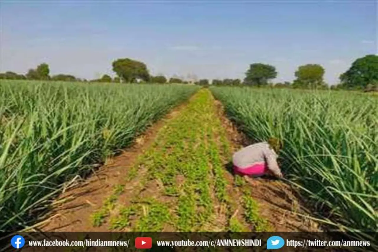 अपने फार्म हाउस पर प्याज की खेती करवा रहे है धर्मेंद्र