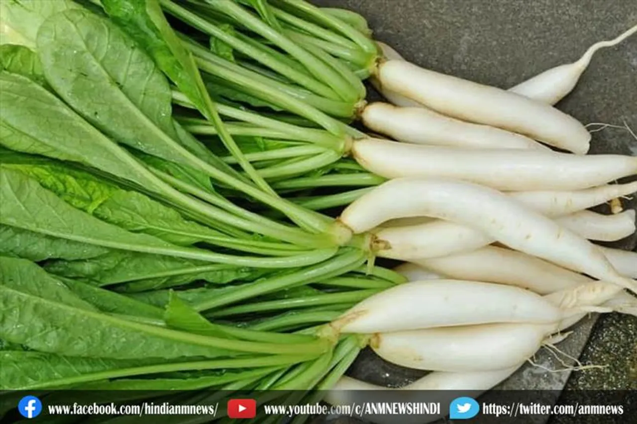 इम्यूनिटी बढ़ाने के साथ डायबिटीज-कैंसर से बचाती है मूली