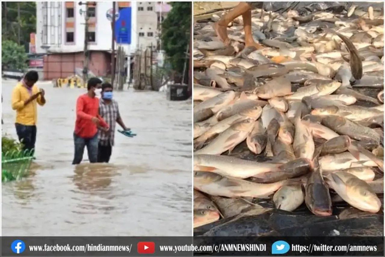 शहर के सड़कों से लोग ने पकड़ी मछलियां
