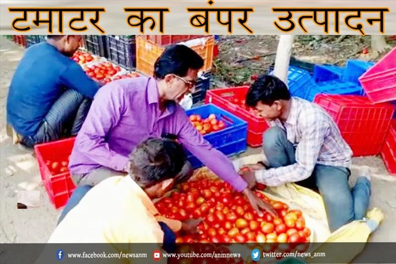 टमाटर का बंपर उत्पादन