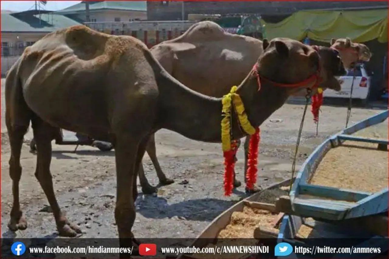 जम्मू-कश्मीर सरकार ने अवैध वध पर प्रतिबंध लगाया