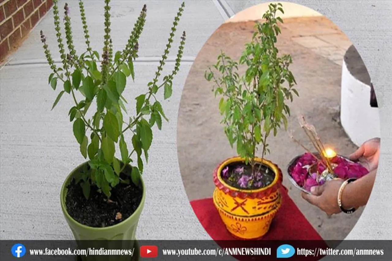 घर में करे तुलसी के पौधे की पूजा