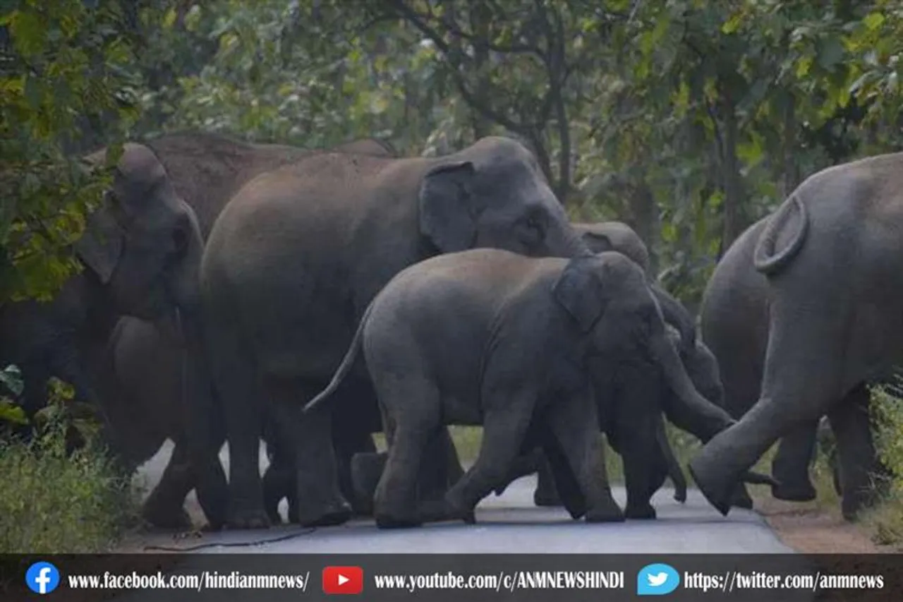 हाथी मचा रहा उत्पात