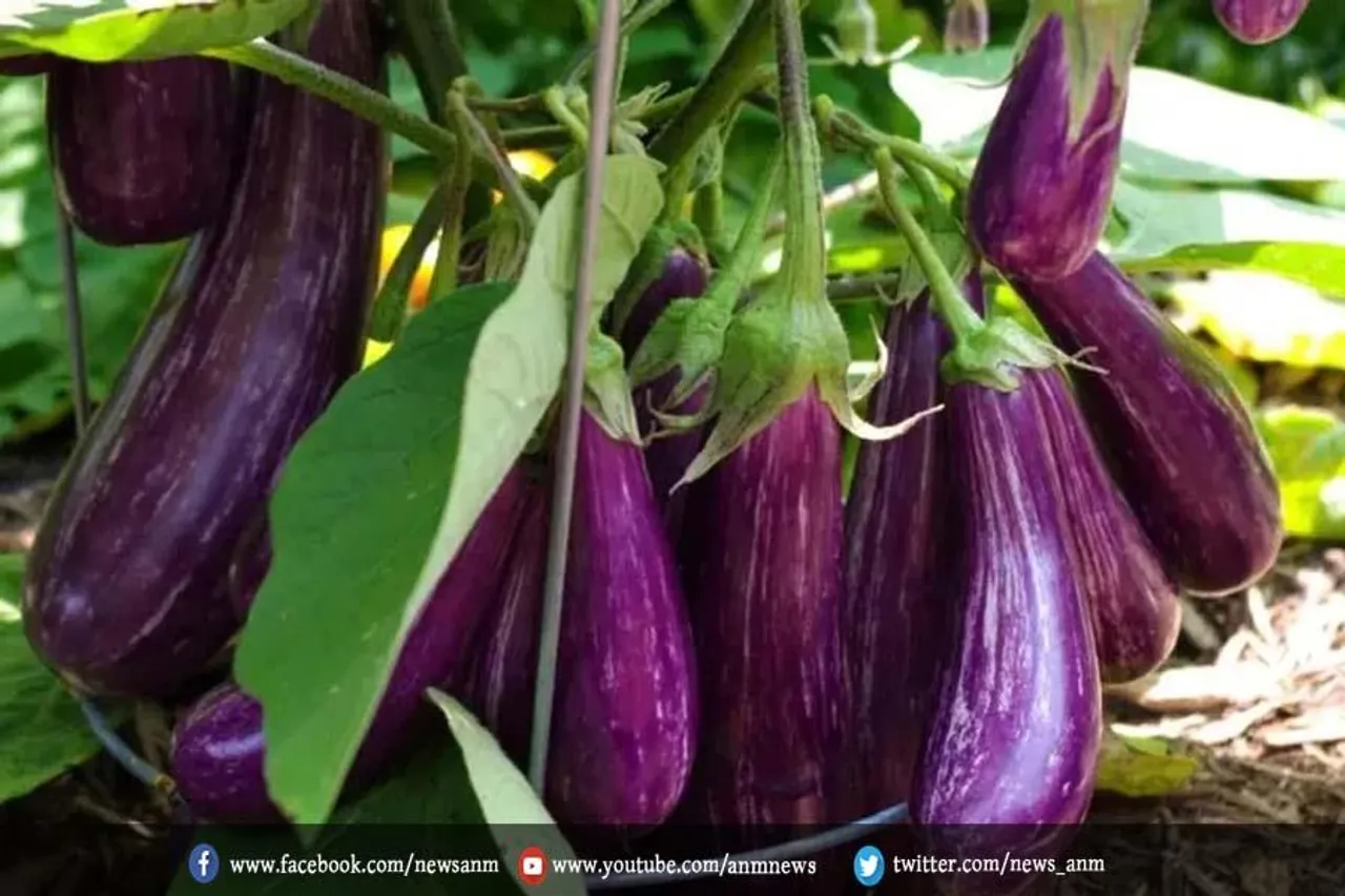 बैंगन के अनोखे फायदे