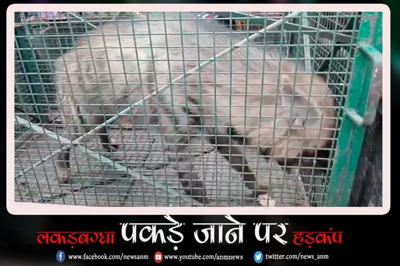लकड़बग्घा पकड़े जाने पर हड़कंप