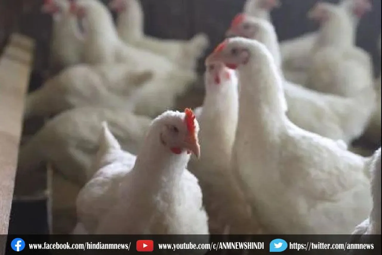 हिमाचल में बर्ड फ्लू को लेकर अलर्ट