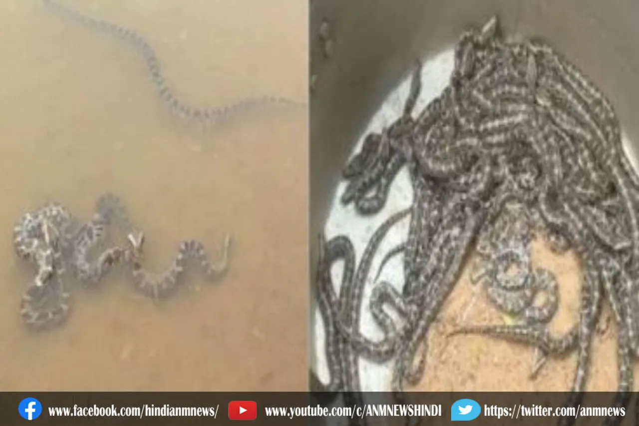 क्यों खुशी से झूम उठे फॉरेस्ट ऑफिसर्स