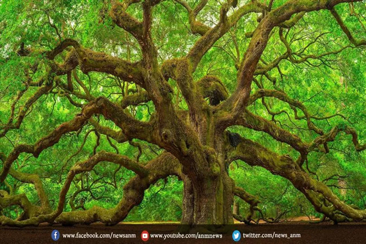 ओक के पेड़ को विलुप्त माना जाता है
