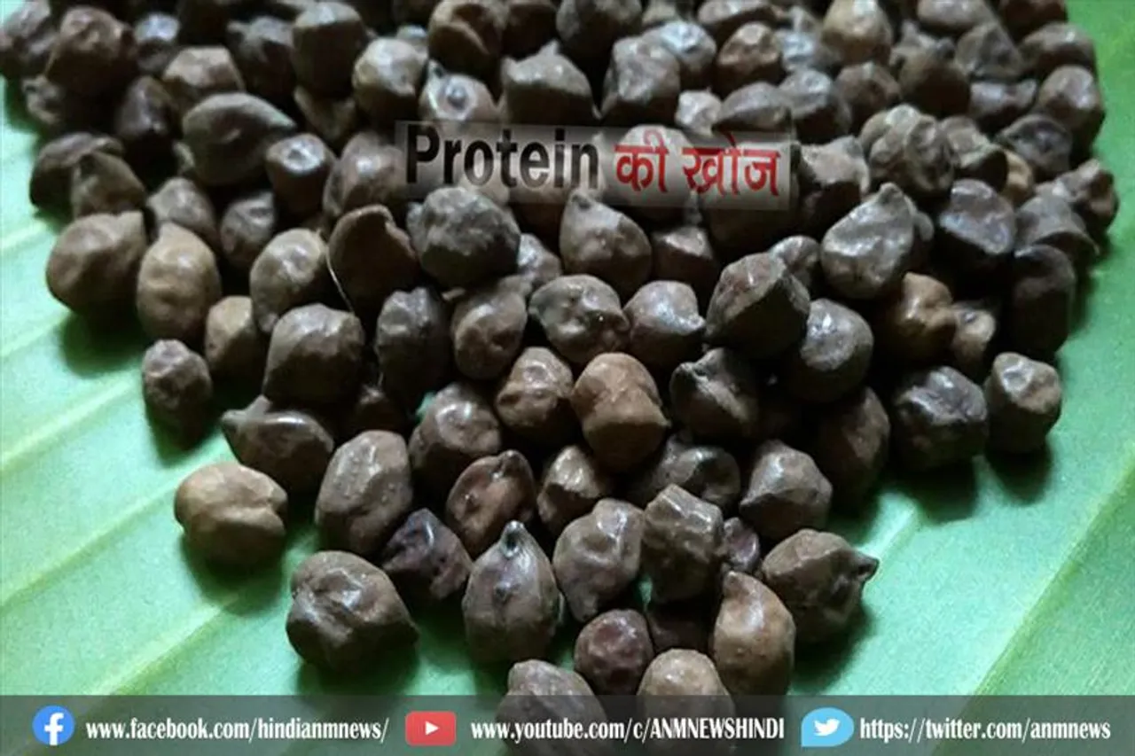 जानिए, शाकाहारी लोगों के लिए प्रोटीन प्राप्त करने का उपाय