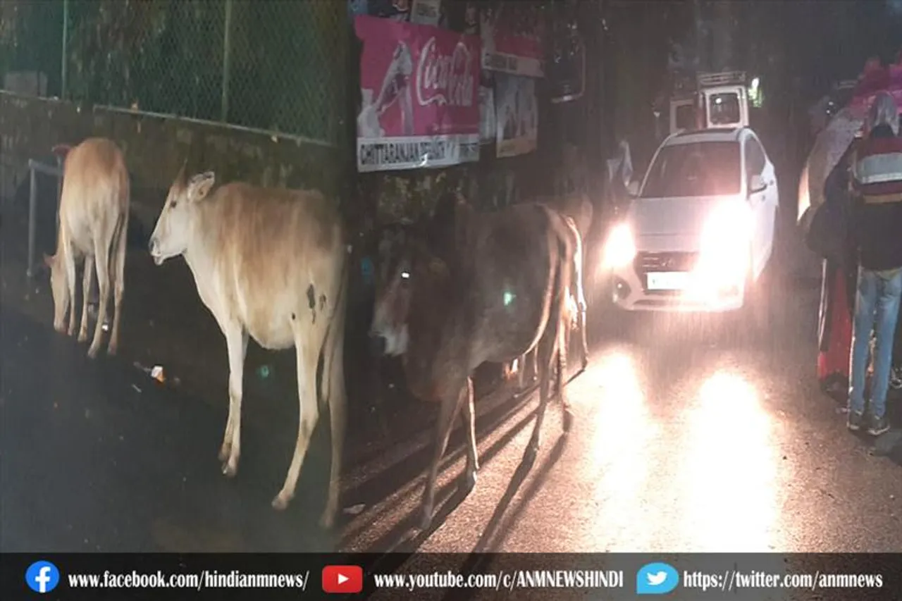 मैथन की सड़कों पर आवारा पशुओं का है कब्जा, राहगीर परेशान