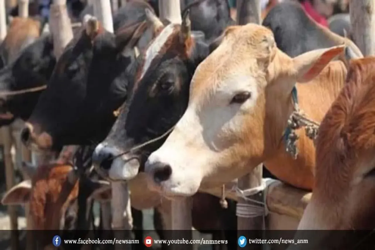 पशु तस्करी मामले में पांच दिनों की कस्टडी