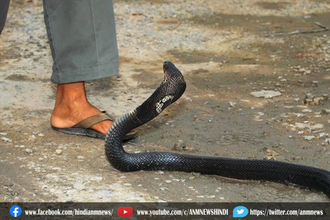 सांप के डसने से हुई किसान की मौत