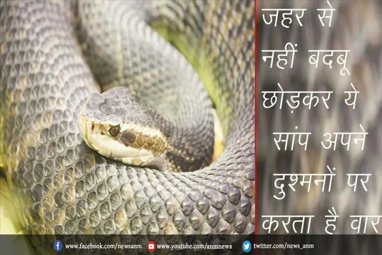 जहर से नहीं बदबू छोड़कर ये सांप अपने दुश्मनों पर करता है वार