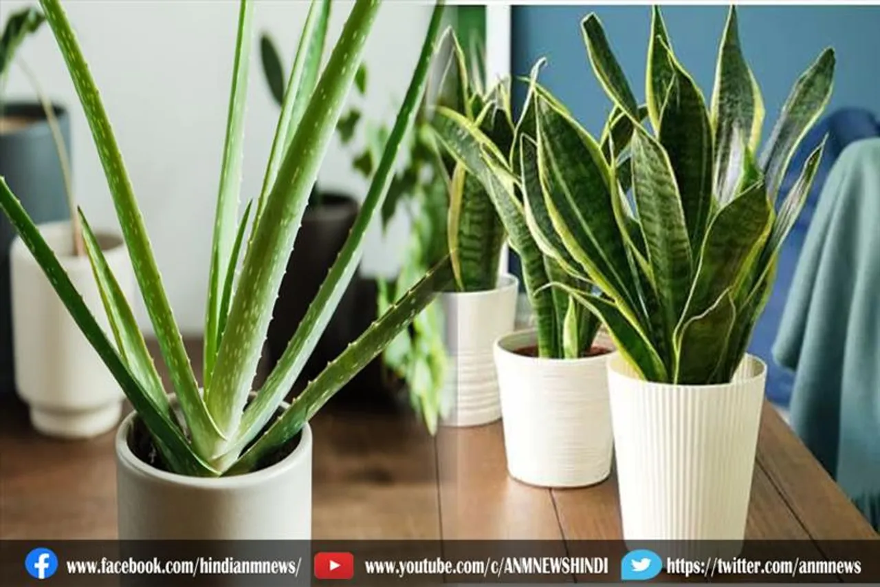 गहरी नींद लेने के घर में रखें कौन से पौधे