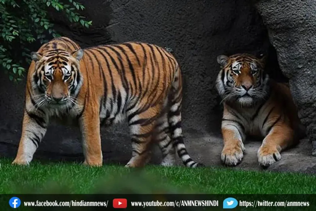 जानवरों को लग रहा कोरोना का टीका