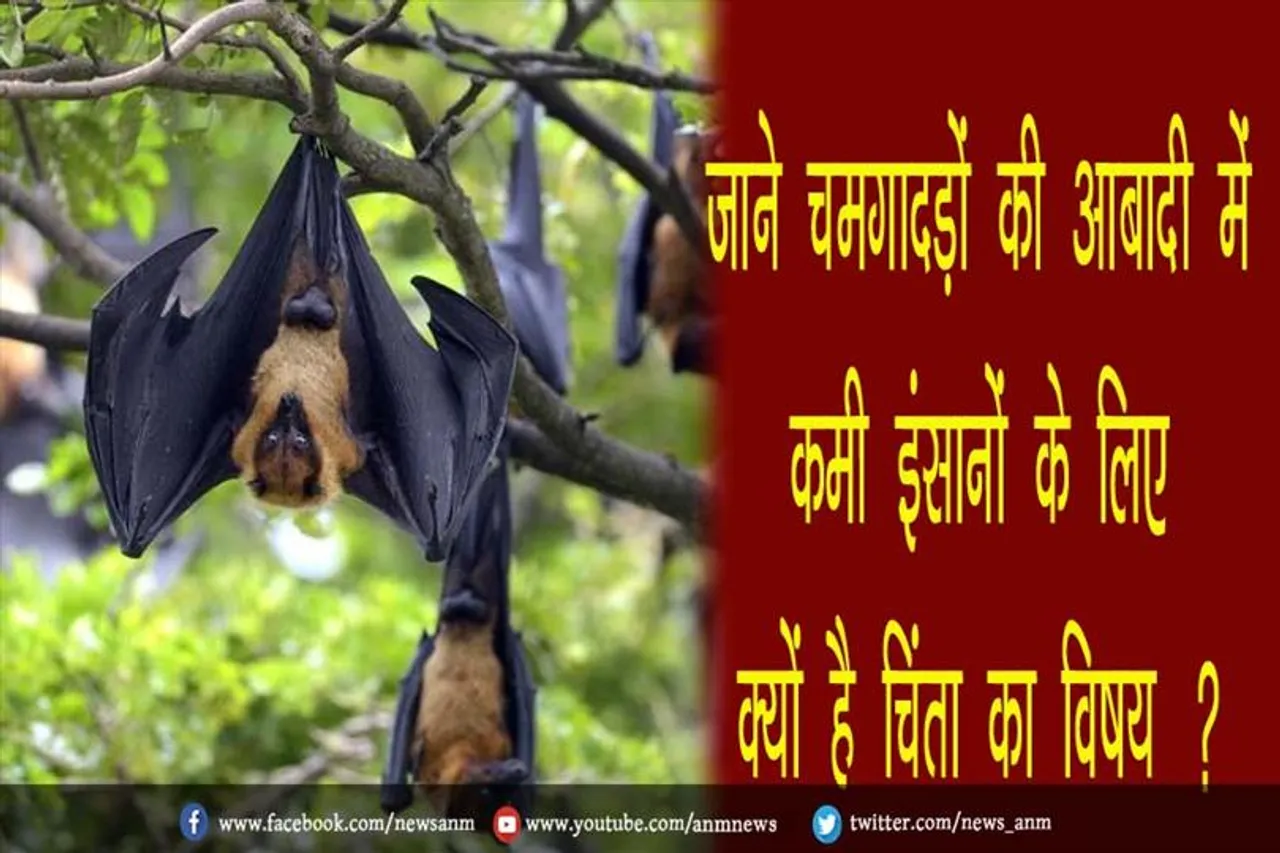 जाने चमगादड़ों की आबादी में कमी इंसानों के लिए क्यों है चिंता का विषय ?