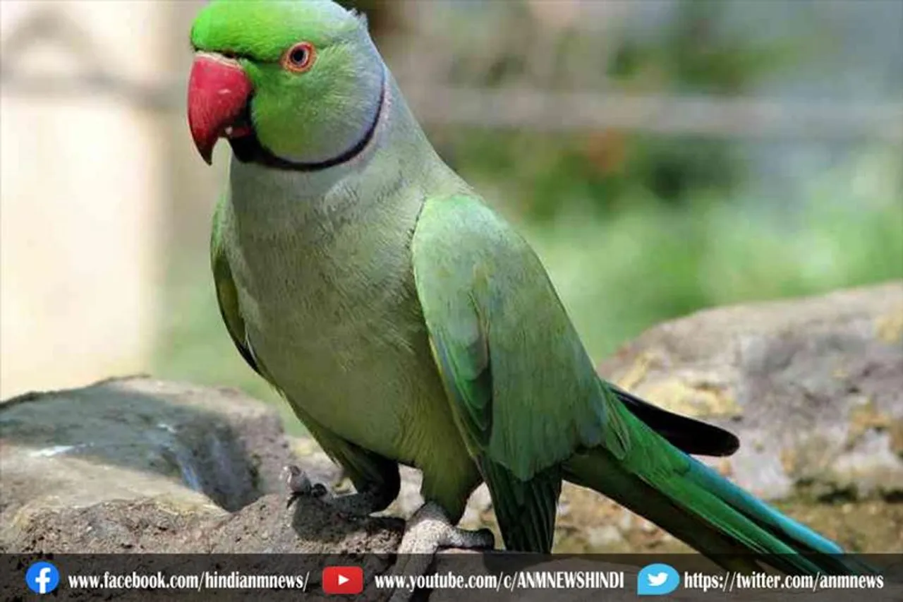 तोते की गवाई पर सजा