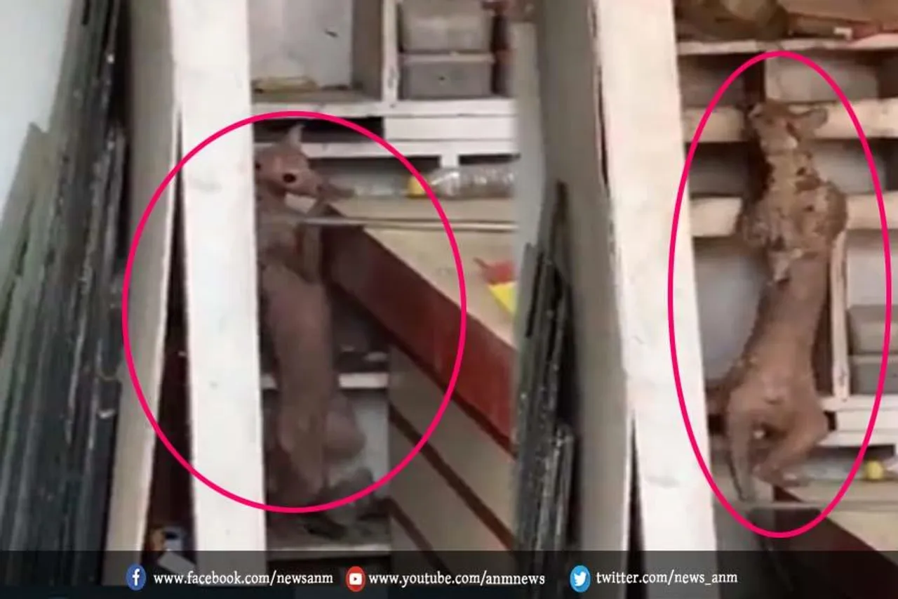 VIDEO : भारत में देखा गया विचित्र जानवर